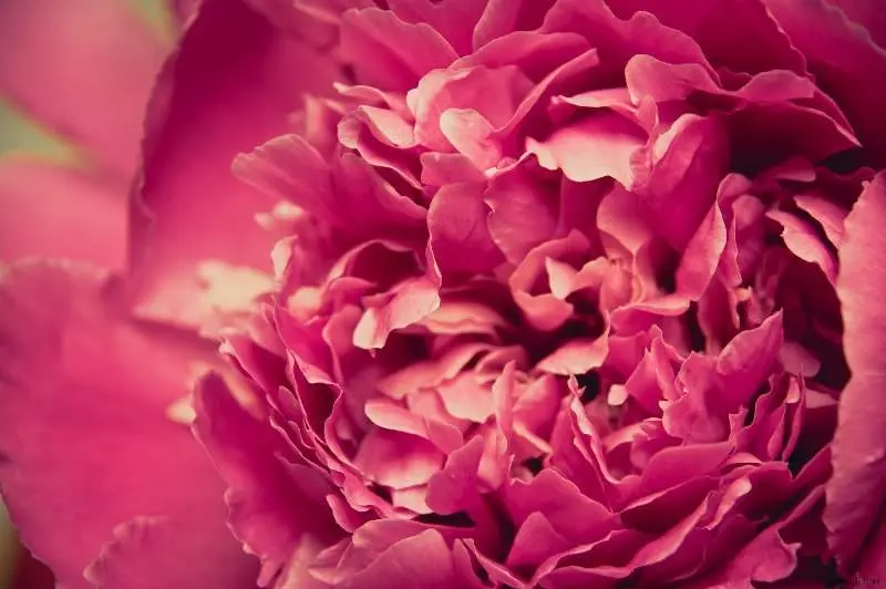 бутон пиона, крупный вид, розовый цвет