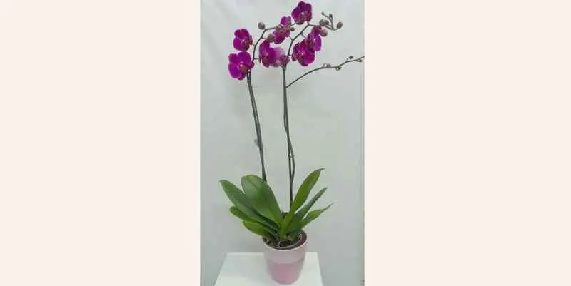 Фаленопсис (Фиолетовый) 2ст. Д12