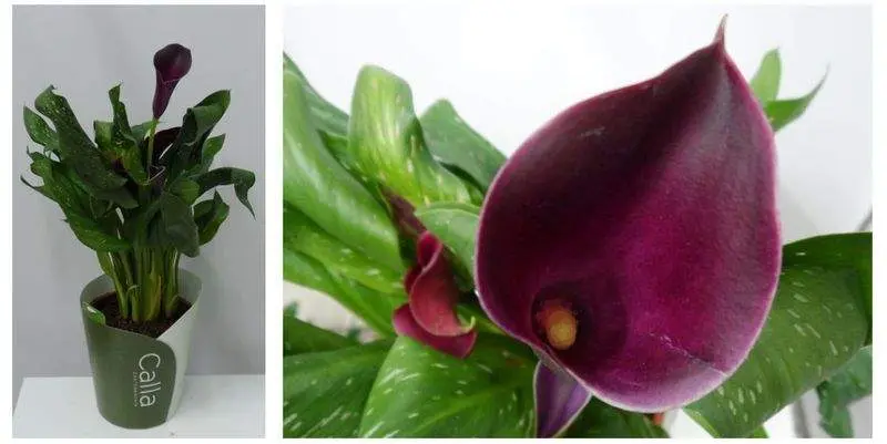 Калла Винос