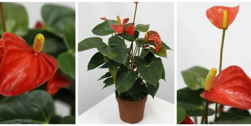 Антуриум Андрианум Окапи Д12