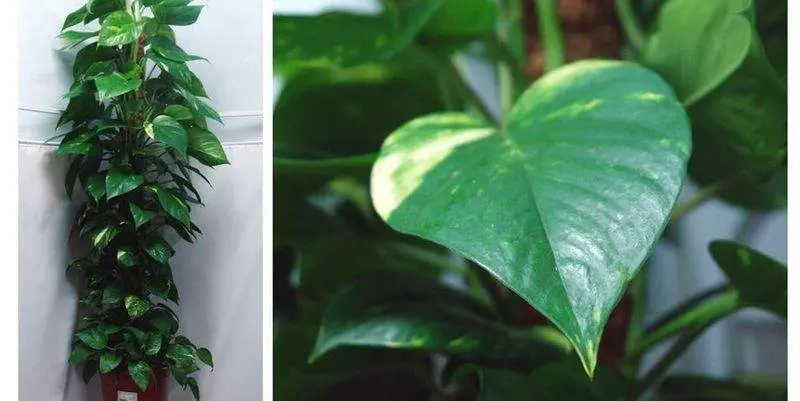 Эпипремнум мосток Д24 Н120