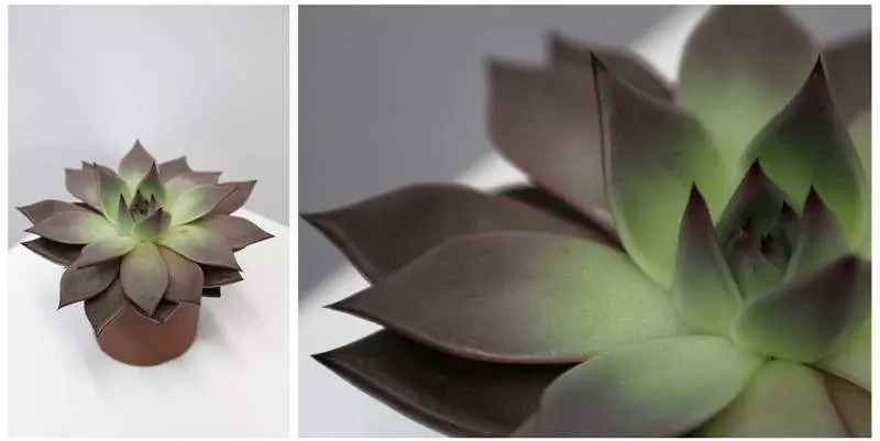 Эхеверия микс Д10