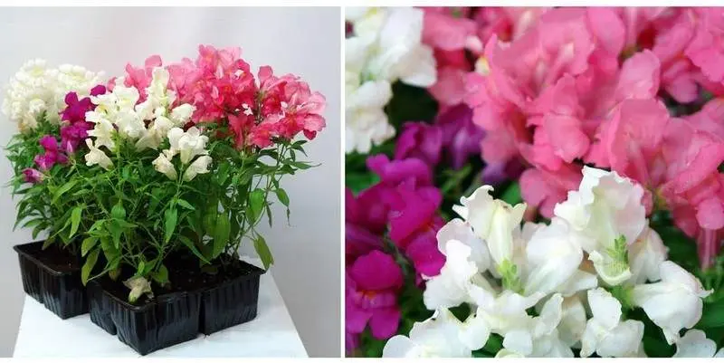 Львиный зев