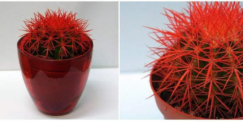 Эхинокактус грузони красный Д12 